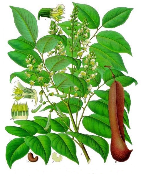 Balsam of Tolu