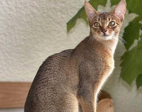 Abyssinian