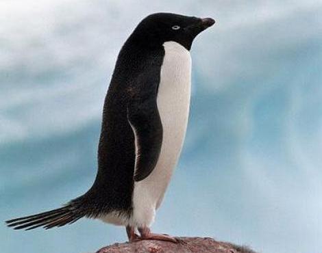 Adelie Penguin