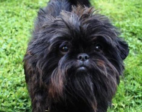 Affenpinscher