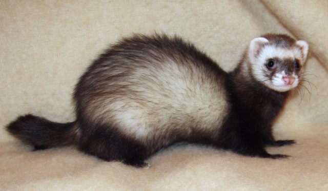 All About Ferrets