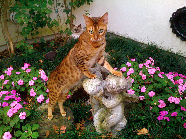 Bengal Cats